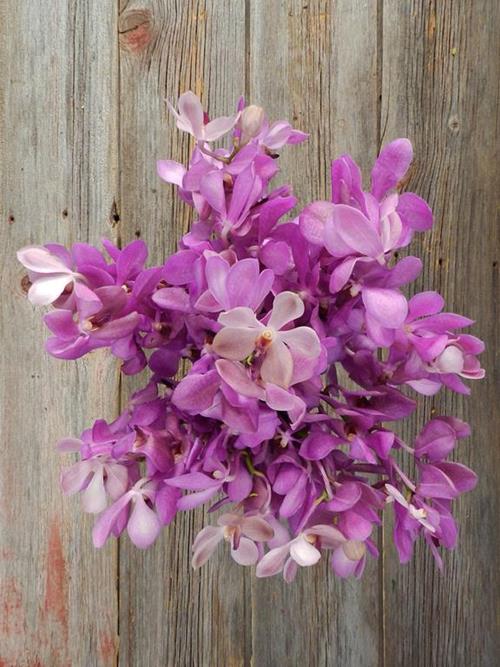 PURPLE MOKARA ORCHID